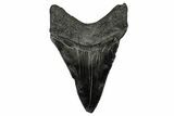 Serrated, Fossil Megalodon Tooth - South Carolina #333631-1